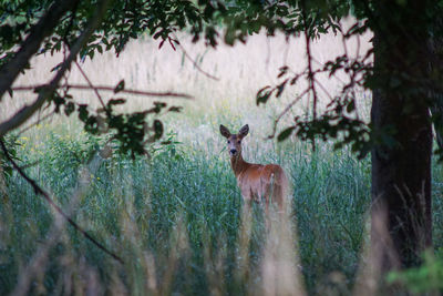 Deer standing on a tree