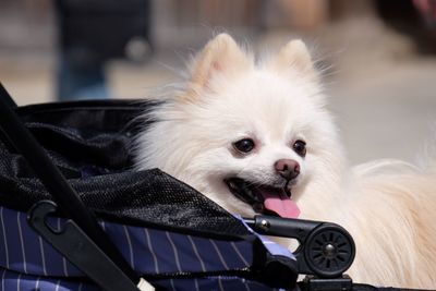 Close-up of pomeranian with stroller