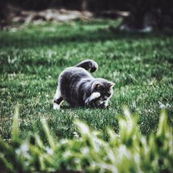 Dog resting on grassy field