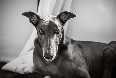 Close-up portrait of dog sitting at home