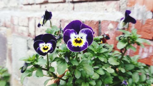 Close-up of flowers blooming outdoors