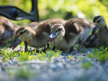 Close up of ducklings being fed.