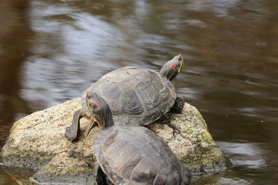 Close-up of turtle in water