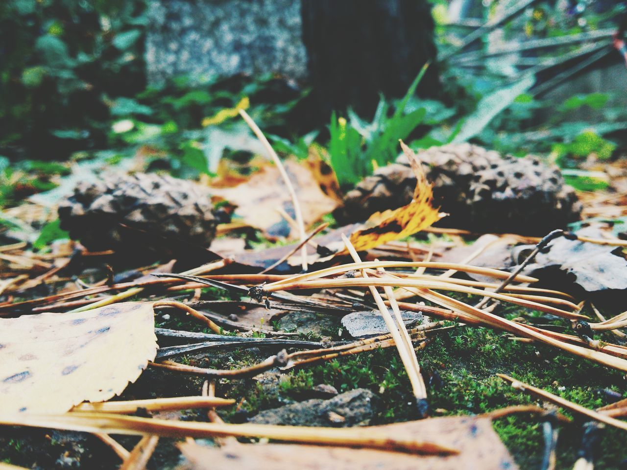 leaf, close-up, selective focus, focus on foreground, nature, plant, growth, moss, forest, dry, green color, tranquility, day, outdoors, growing, field, rock - object, grass, surface level, no people