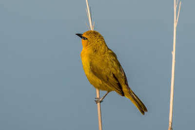 Low angle view of bird perching against sky