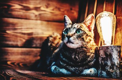 Close-up of a cat looking away