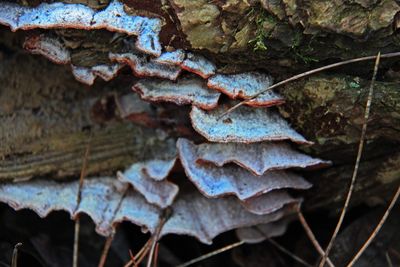 Close-up of mushroom growing on plant