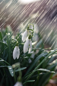 Close-up of raindrops on white flowering plant