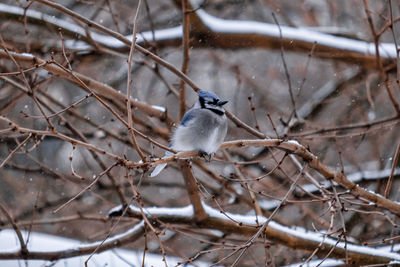 Bird perching on branch during winter