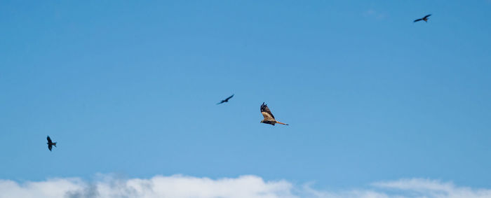 Low angle view of birds flying in sky