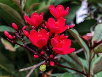 Close-up of pink flowering plant