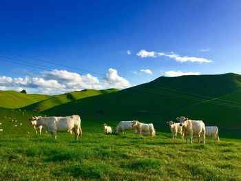 Cows grazing on field against sky