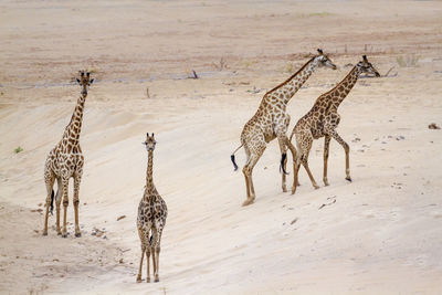 High angle view of giraffes walking on land