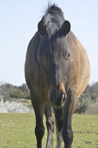 Portrait of a horse on field