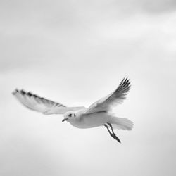 Low angle view of seagull flying against clear sky