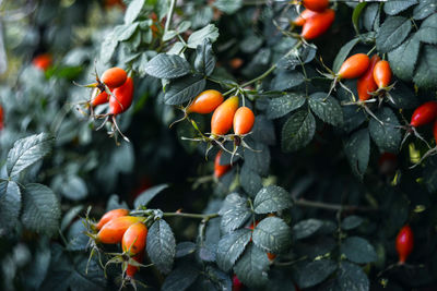 Close-up of red-ripe rose hips