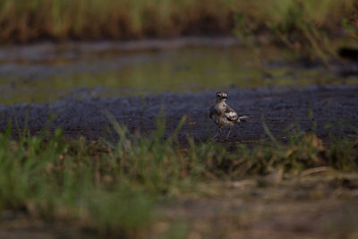 Bird in a field