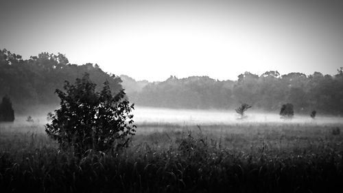 Trees in foggy weather