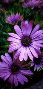 Close-up of purple flowers