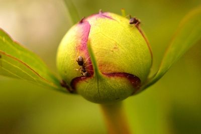 Close-up of green insect on flower