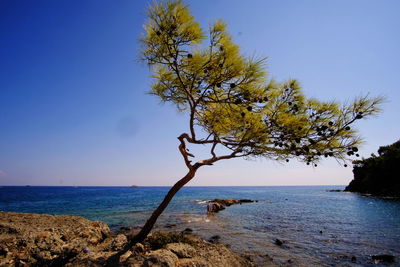 Scenic view of sea against clear sky