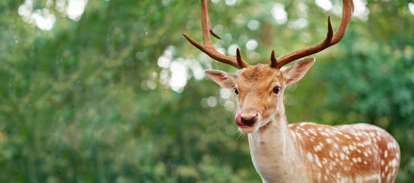 Big funny brown male deer with antlers looking at camera licking mouth .