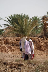 Clothes drying on palm tree