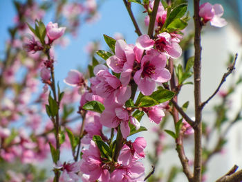 Close-up of pink cherry blossom
