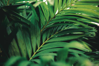 Close-up of palm tree