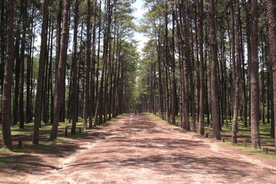 Walkway amidst trees in forest