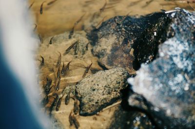 Close-up of crab on rock at beach