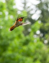 Close-up of insect on flower
