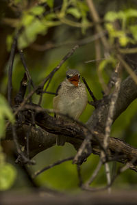 Close-up of bird perching on branch