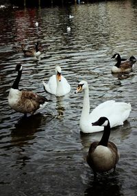 Swans swimming in lake