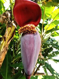 Close-up of purple flowering plant