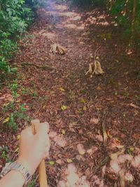 Autumn leaves on ground