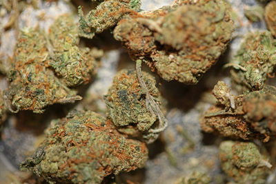 Cannabis sativa marihuana buds super lemon haze family cannabaceae close up modern background