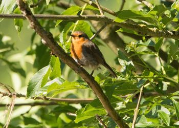 Low angle view of bird perching on tree