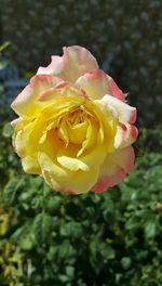 Close-up of pink rose