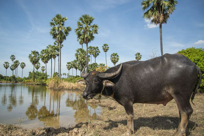 Buffalo standing in lake