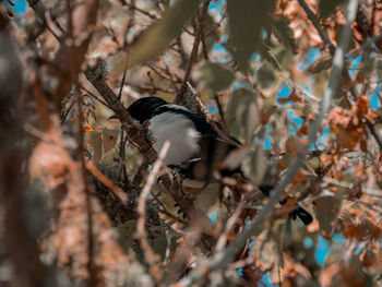 Bird perching on a tree