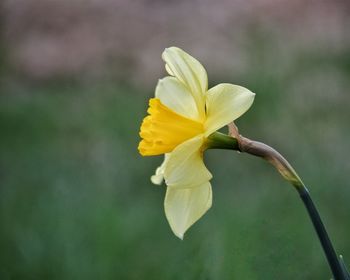 Close-up of yellow flowering plant