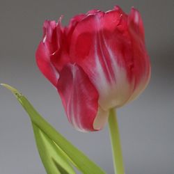 Close-up of pink rose