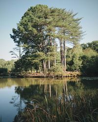 Reflection of trees in lake