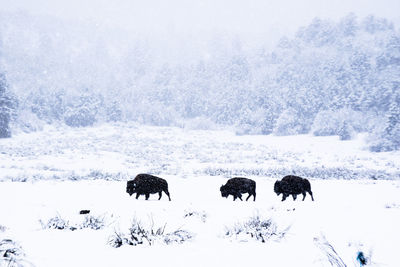 Scenic view of snow on landscape during winter