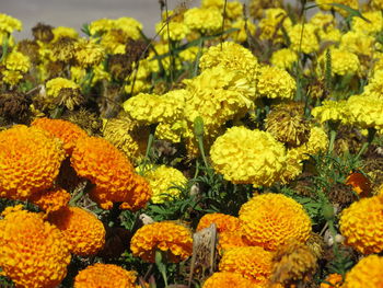 Close-up of yellow flowers