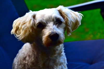 Close-up of a dog