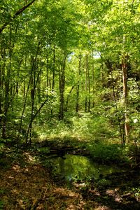 Trees in forest