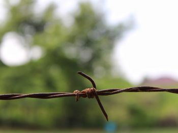 Close-up of barbed wire on plant