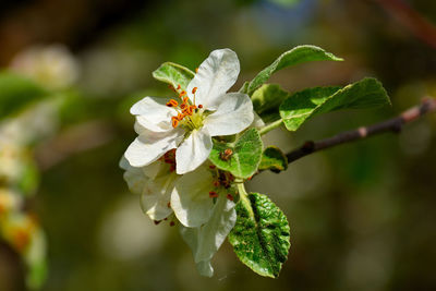 Close-up of white flowering plant
